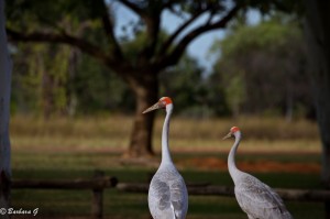 IMG_4619