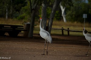 IMG_4626