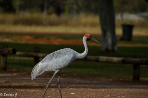 IMG_4631