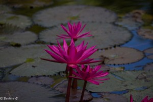 IMG_4662