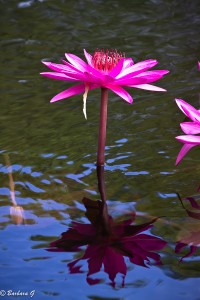IMG_4690