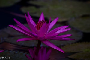 IMG_4709