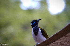 IMG_4723
