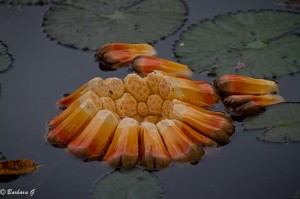 IMG_4753