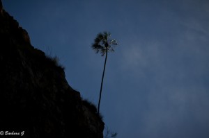 IMG_4925