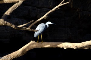 IMG_4994