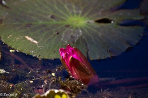 IMG_5111