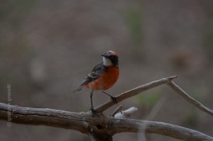 IMG_5743