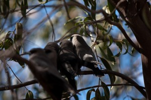 IMG_5794