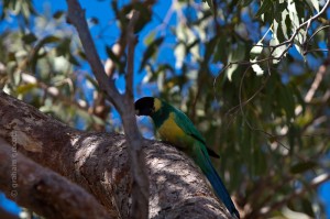 IMG_5921