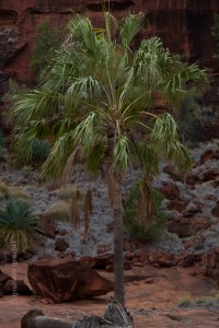 IMG_7667