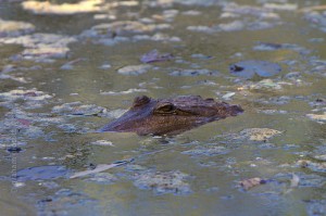 IMG_8517