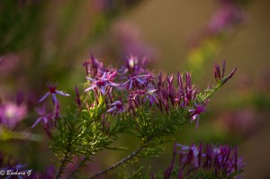 IMG_8968