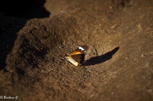 IMG_9001