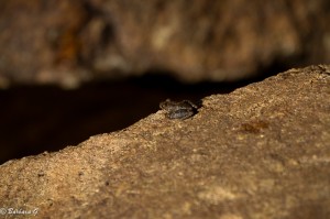 IMG_9019