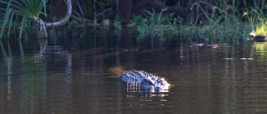 IMG_9054