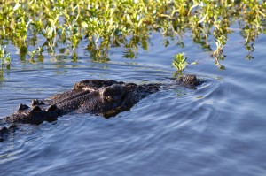 IMG_9058