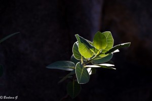IMG_9065