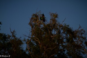 IMG_9270