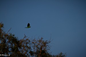 IMG_9271