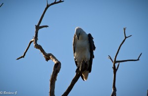 IMG_9376