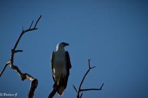 IMG_9379