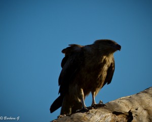 IMG_9391