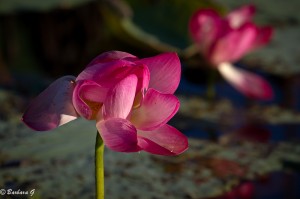 IMG_9491