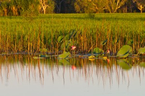 IMG_9527