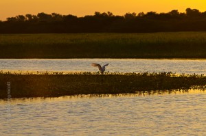 IMG_9542