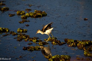 IMG_9561