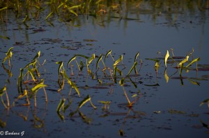 IMG_9582