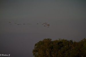 IMG_9603