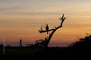 IMG_9680