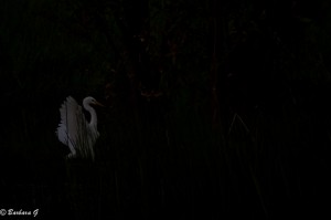 IMG_9771