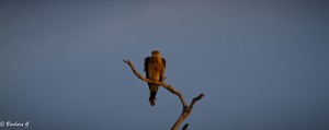 IMG_9943