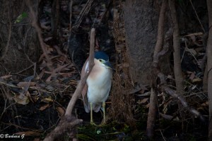 IMG_9949