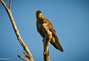 IMG_9984