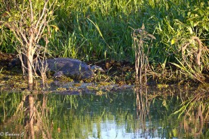 IMG_9990