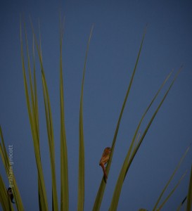 _MG_0731