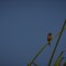 _MG_0737