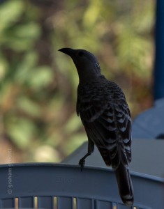 _MG_8477