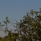 _MG_9320