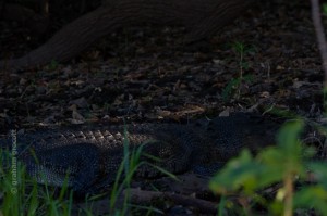 _MG_9960
