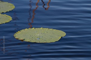 _MG_9983