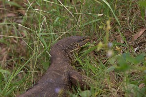 IMG_1437