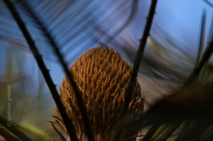 IMG_1445