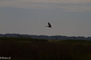 IMG_1852