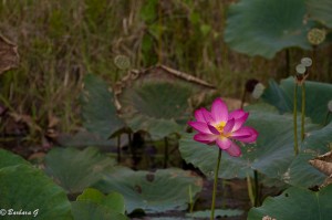IMG_1871