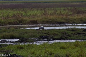 IMG_1890